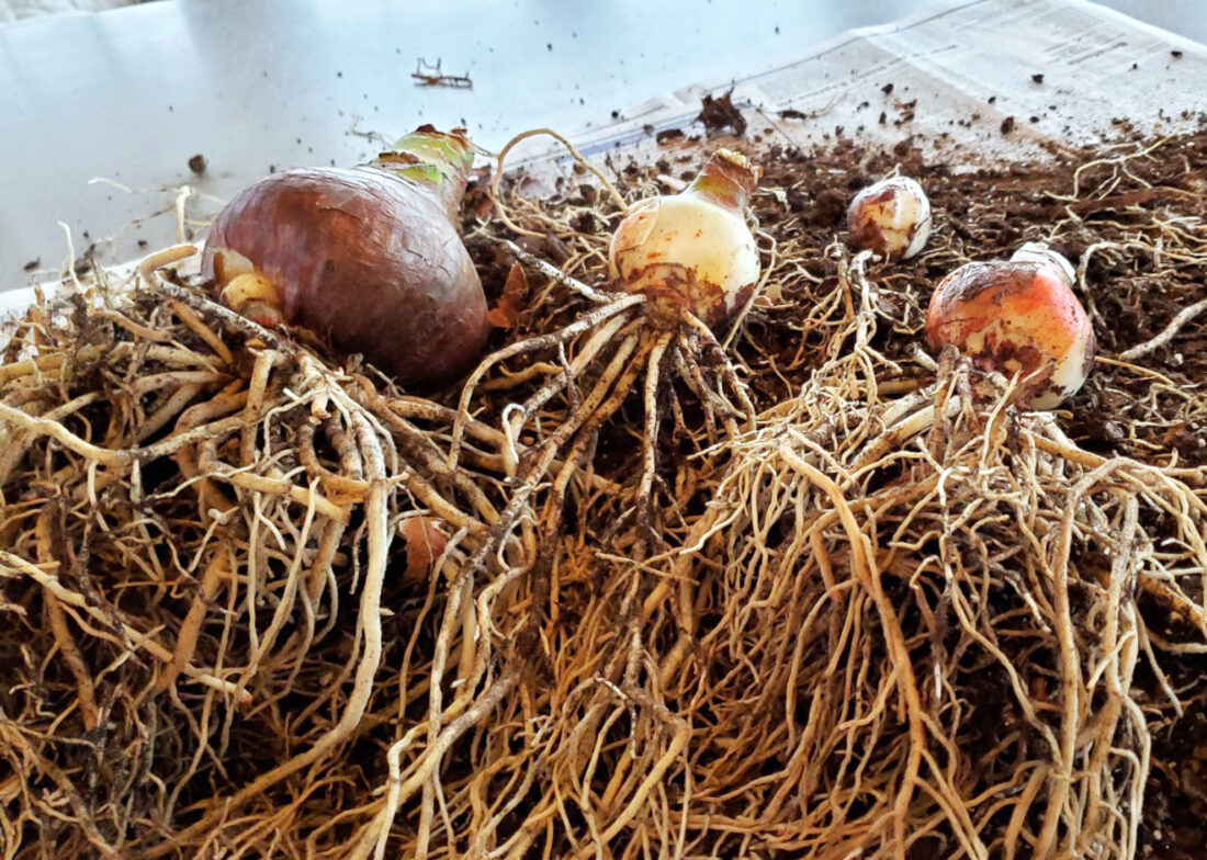 Propagating Amaryllis News, Sports, Jobs The Express